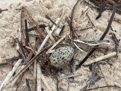 Thinornis cucullatus