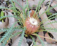 Banksia dallanneyi