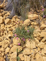 Pelargonium coronopifolium