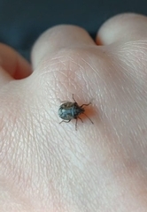 Holcogaster fibulata