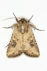Mythimna languida