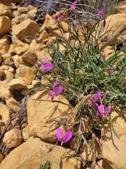 Pelargonium coronopifolium