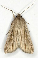 Mythimna riparia