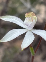Caladenia gracilis