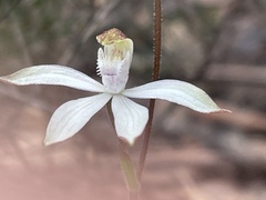 Caladenia gracilis