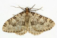 Nebula ibericata