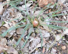 Banksia dallanneyi
