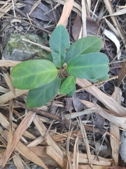 Vincetoxicum hirsutum