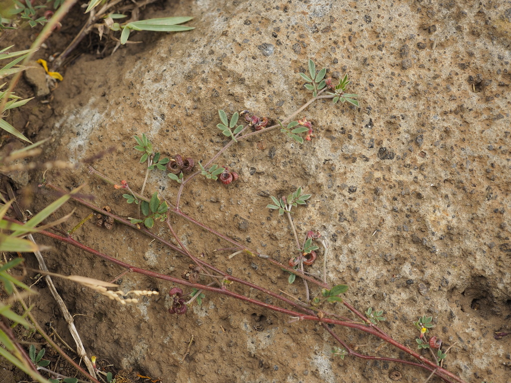 Dorycnopsis abyssinica