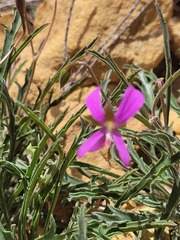 Pelargonium coronopifolium