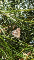 Theclinesthes onycha