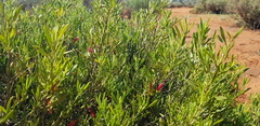 Eremophila