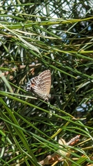 Theclinesthes onycha