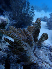 Phyllodesmium longicirrum