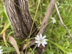 Stellaria angustifolia