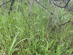 Stellaria angustifolia
