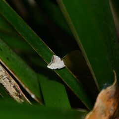 Zonopetala viscata