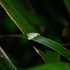 Zonopetala viscata