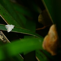 Zonopetala viscata