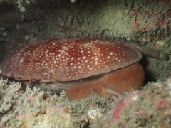 Atergatis integerrimus