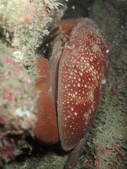 Atergatis integerrimus