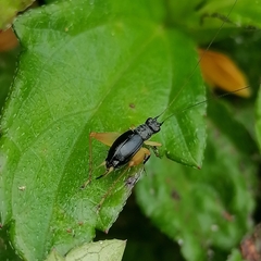 Trigonidium cicindeloides