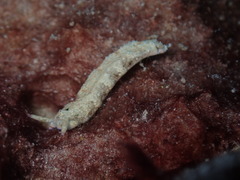 Plakobranchus ocellatus