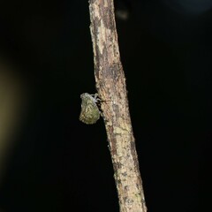 Cotylana angustifrons