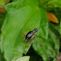 Trigonidium cicindeloides