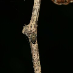 Cotylana angustifrons