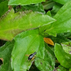 Trigonidium cicindeloides