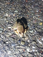 Rana draytonii
