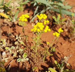 Oncosiphon suffruticosus