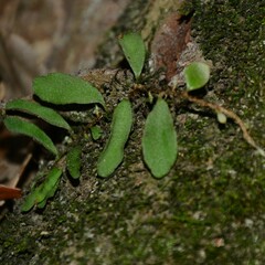 Pyrrosia