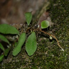 Pyrrosia