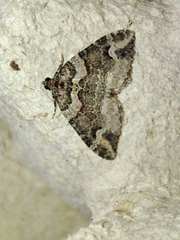 Catarhoe basochesiata