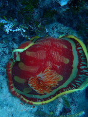 Hexabranchus sanguineus