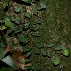 Pyrrosia