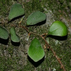 Pyrrosia