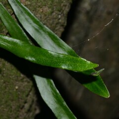 Pyrrosia