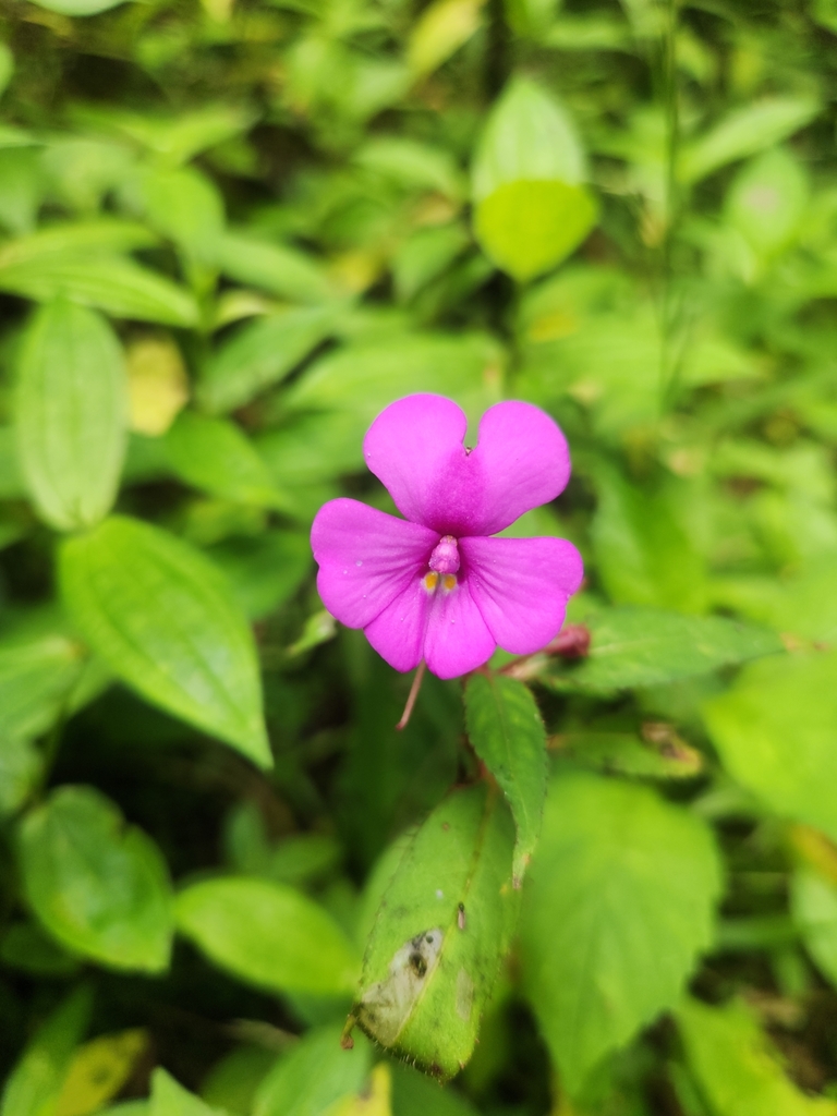 Impatiens violiflora