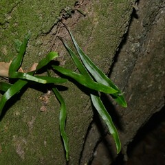 Pyrrosia