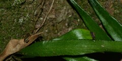 Pyrrosia