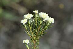 Lachnaea densiflora