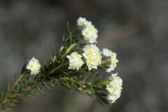 Lachnaea densiflora