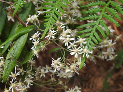 Olearia lirata
