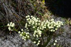 Lachnaea densiflora