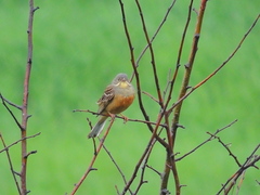 Emberiza hortulana