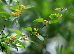 Secamone parvifolia