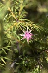 Diastella proteoides